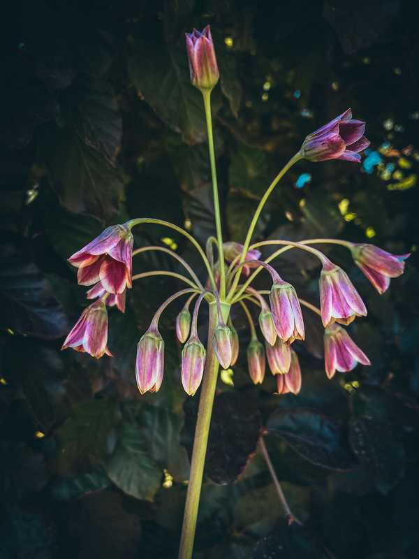 Nectaroscordum aus dem alten Garten