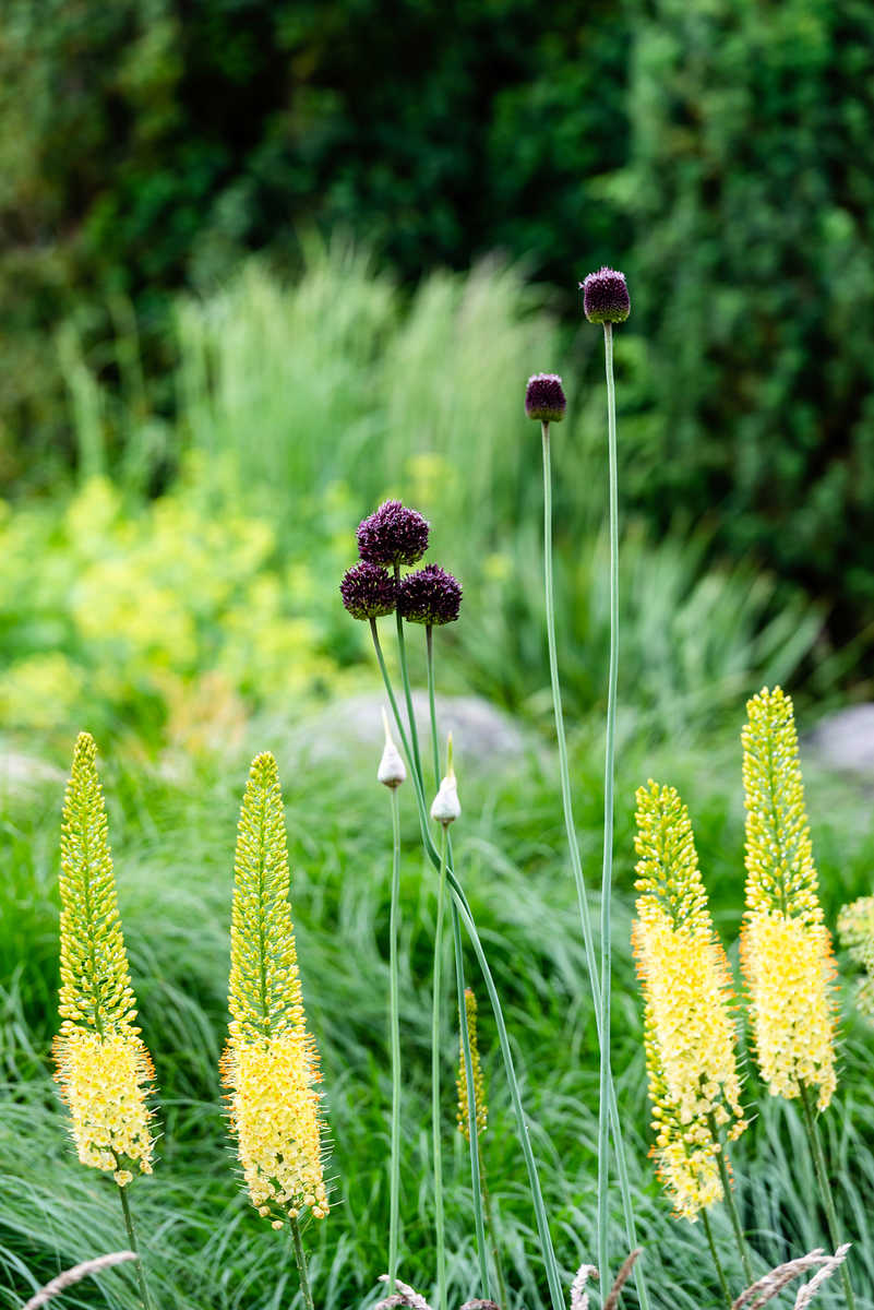 Eremurus mit Allium Forelock