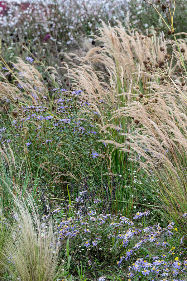 exotischer Waldsaum im September