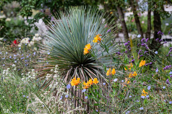 Exotischer Waldsaum September